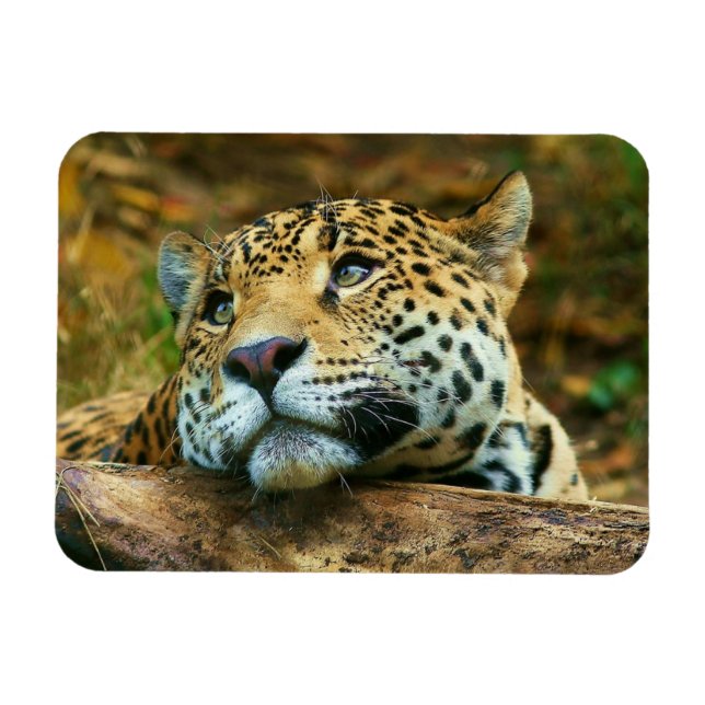 Leopard Magnet (Horizontal)