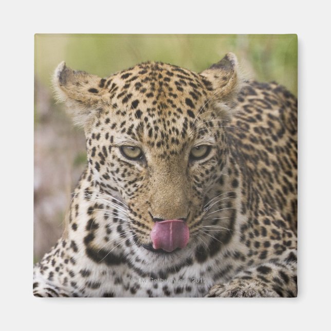 Leopard Magnet (Front)