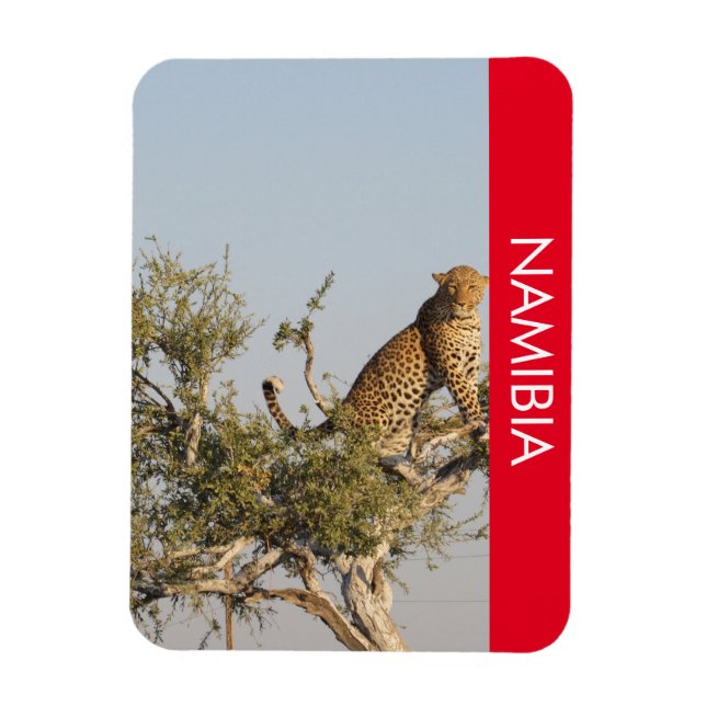 Leopard, Namibia Magnet (Vertical)