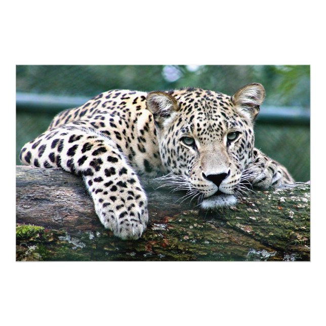 Leopard on a Log Photo Print (Front)