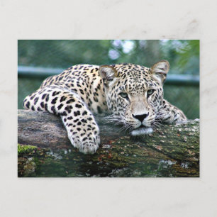 Leopard on a Log Postcard