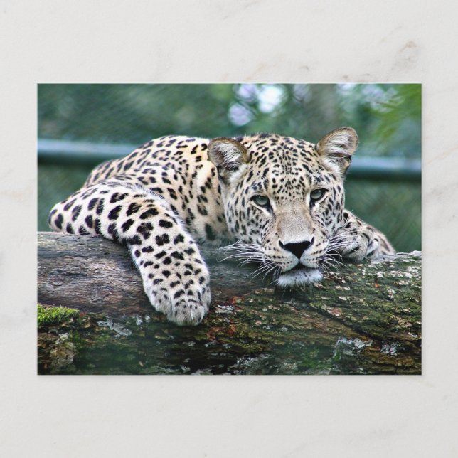 Leopard on a Log Postcard (Front)