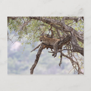Leopard on a tree postcard