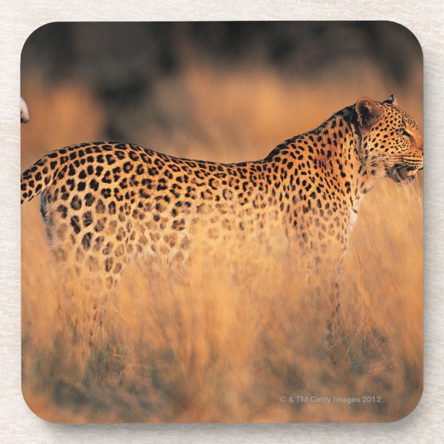 Leopard (Panthera pardus) Coaster (Front)