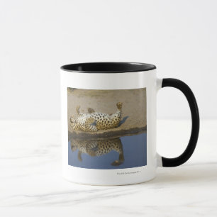 Leopard (Panthera pardus) female rolling on Mug