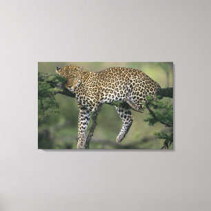 Leopard, (Panthera pardus), Kenya, Masai Mara Canvas Print