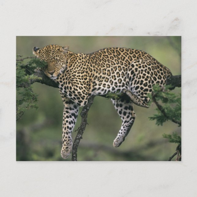 Leopard, (Panthera pardus), Kenya, Masai Mara Postcard (Front)
