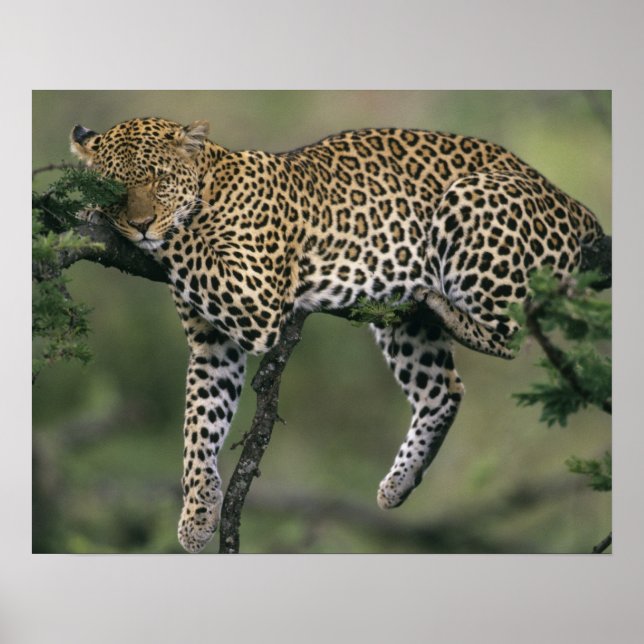 Leopard, (Panthera pardus), Kenya, Masai Mara Poster (Front)