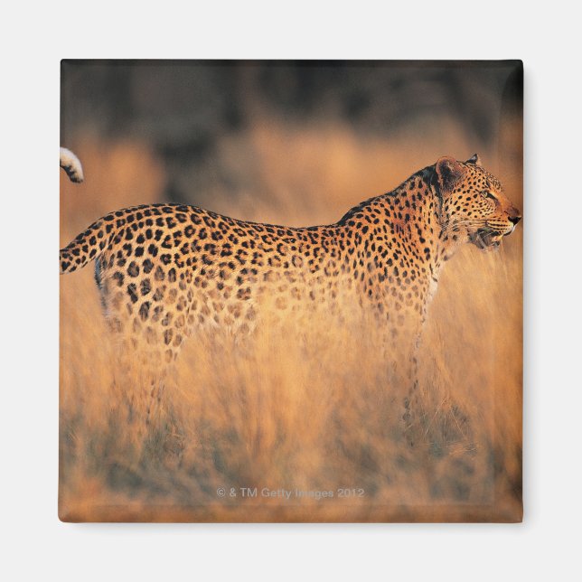 Leopard (Panthera pardus) Magnet (Front)