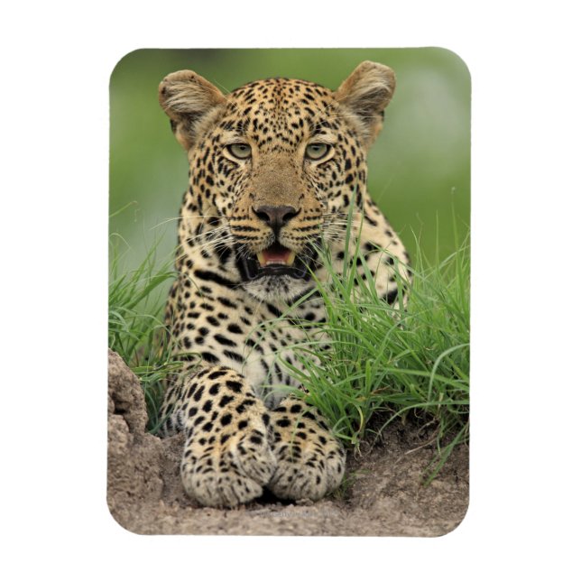 Leopard, Panthera pardus, Sabi Sabi Game Magnet (Vertical)