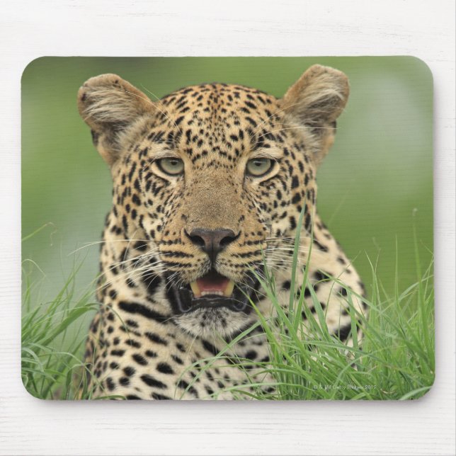 Leopard, Panthera pardus, Sabi Sabi Game Mouse Mat (Front)