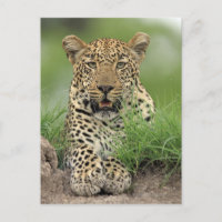 Leopard, Panthera pardus, Sabi Sabi Game
