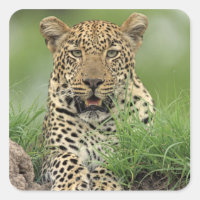 Leopard, Panthera pardus, Sabi Sabi Game