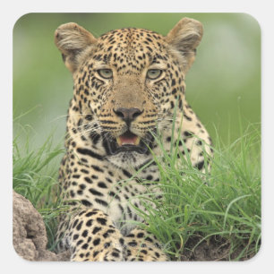 Leopard, Panthera pardus, Sabi Sabi Game Square Sticker