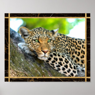 Leopard Photo Image Print Poster