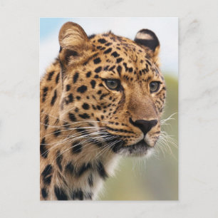Leopard Photo Postcard