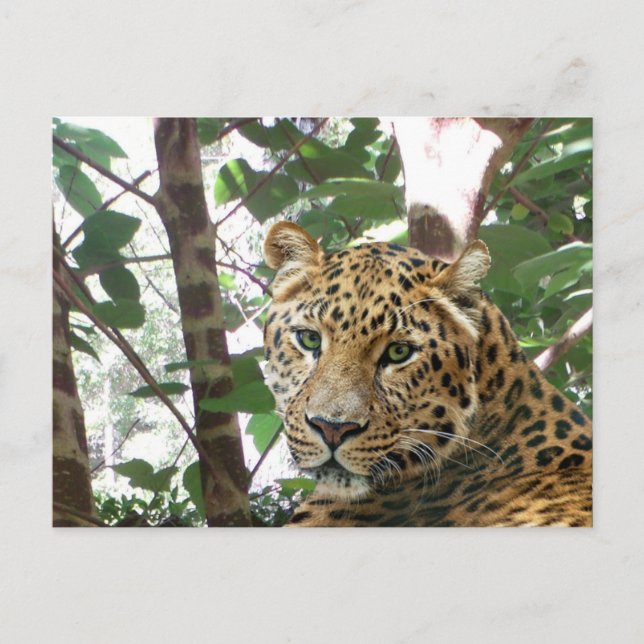 Leopard Photo Postcard (Front)