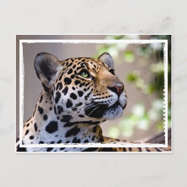 Leopard Photograph Postcard (Front)