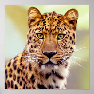 Leopard Photograph Poster