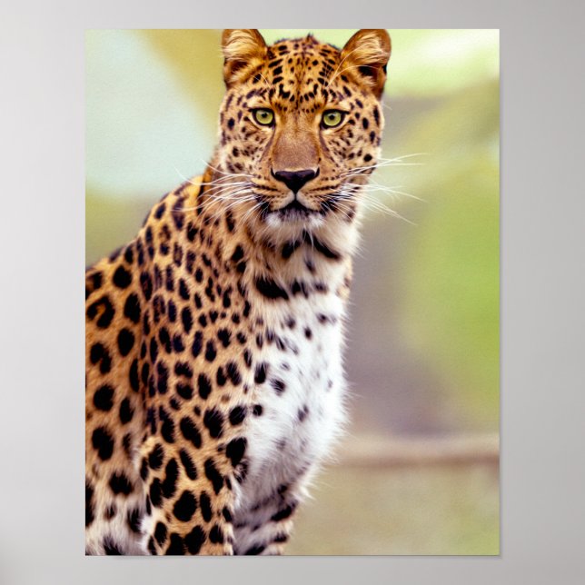 Leopard Photograph Poster (Front)
