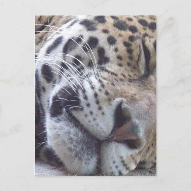 Leopard Picture Postcard (Front)