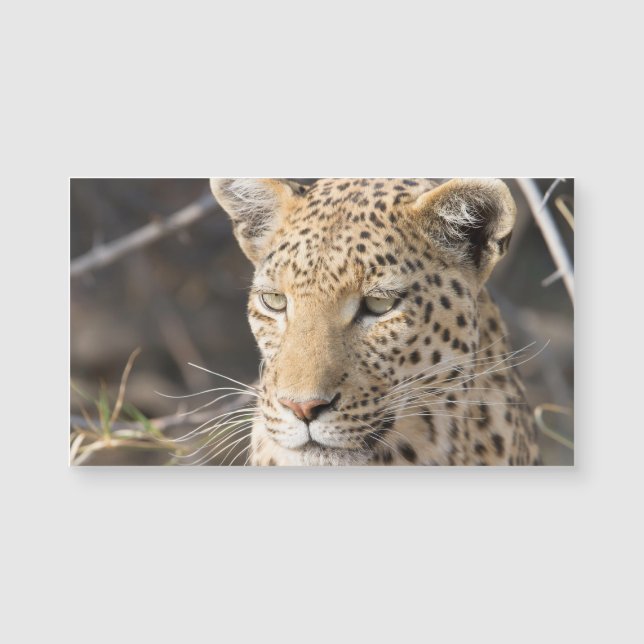 Leopard portrait (Front)