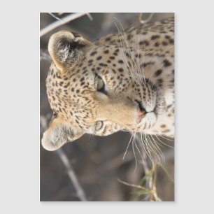Leopard portrait
