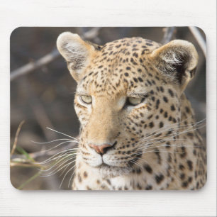 Leopard portrait mouse mat