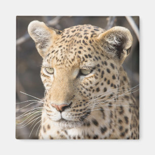 Leopard portrait photo magnet
