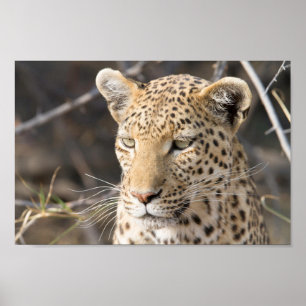 Leopard portrait photo poster