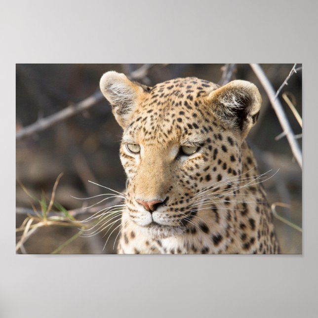 Leopard portrait photo poster (Front)