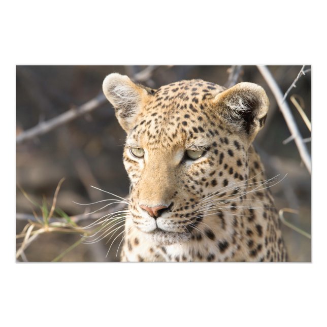 Leopard portrait photo print (Front)
