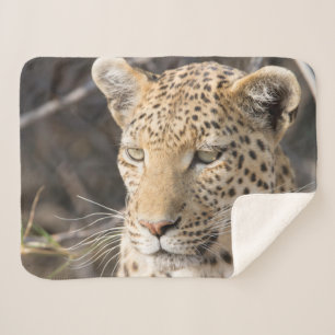 Leopard portrait photo sherpa blanket