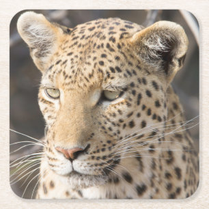 Leopard portrait photo square paper coaster