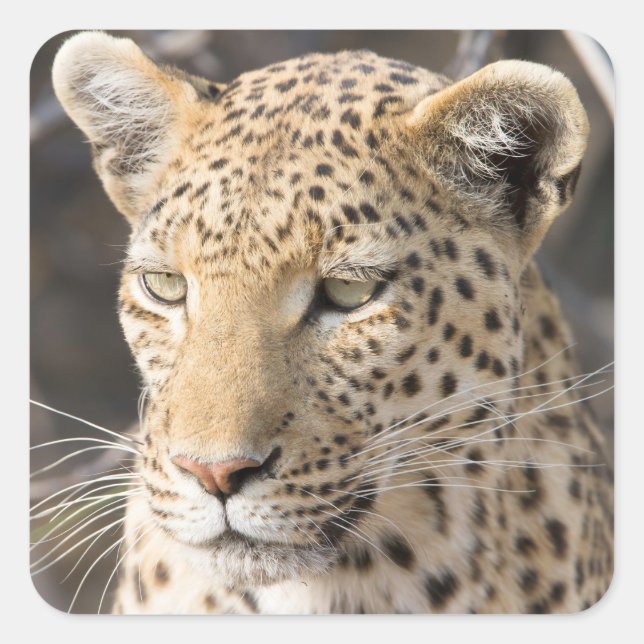 Leopard portrait photo square sticker (Front)