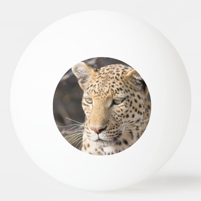 Leopard portrait ping pong ball (Back)
