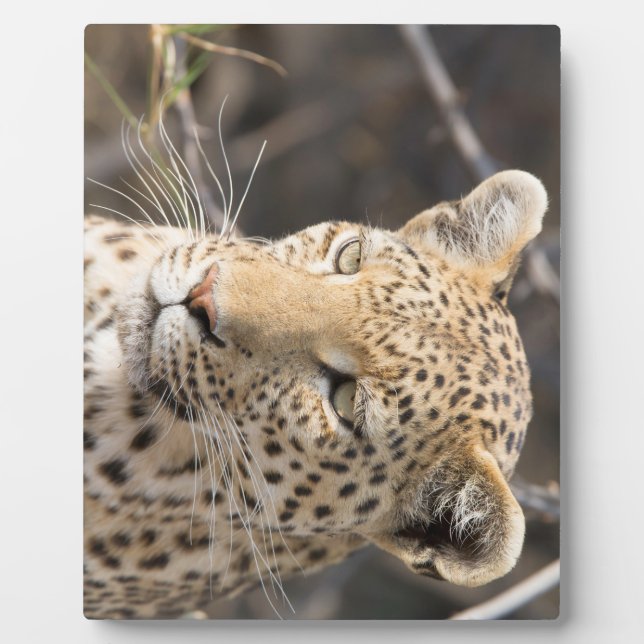Leopard portrait plaque (Front)