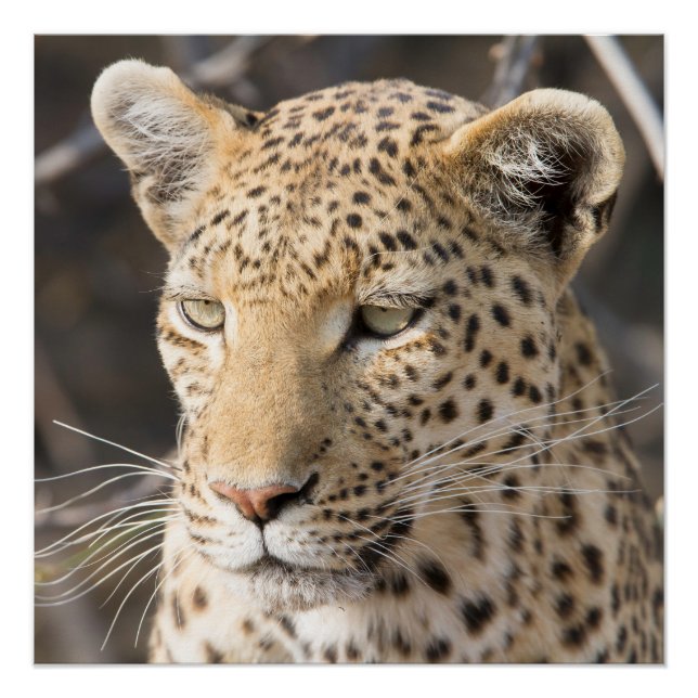 Leopard portrait poster (Front)