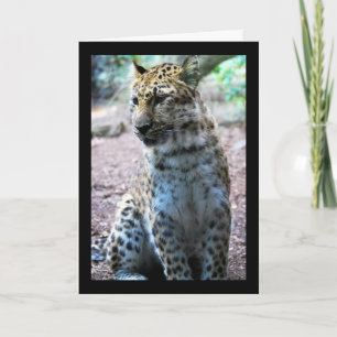 Leopard Pose Card