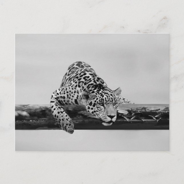 Leopard Postcard (Front)
