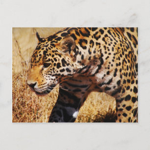 Leopard Postcard