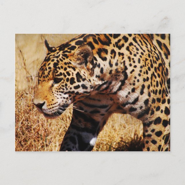 Leopard Postcard (Front)
