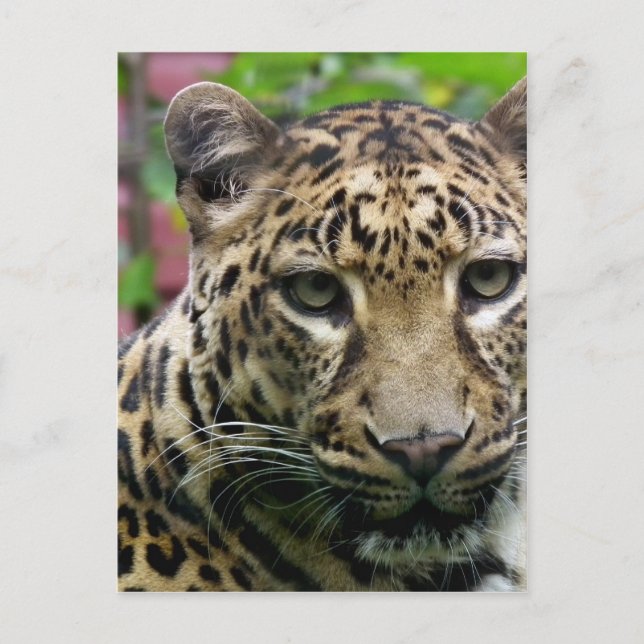 Leopard Postcard (Front)
