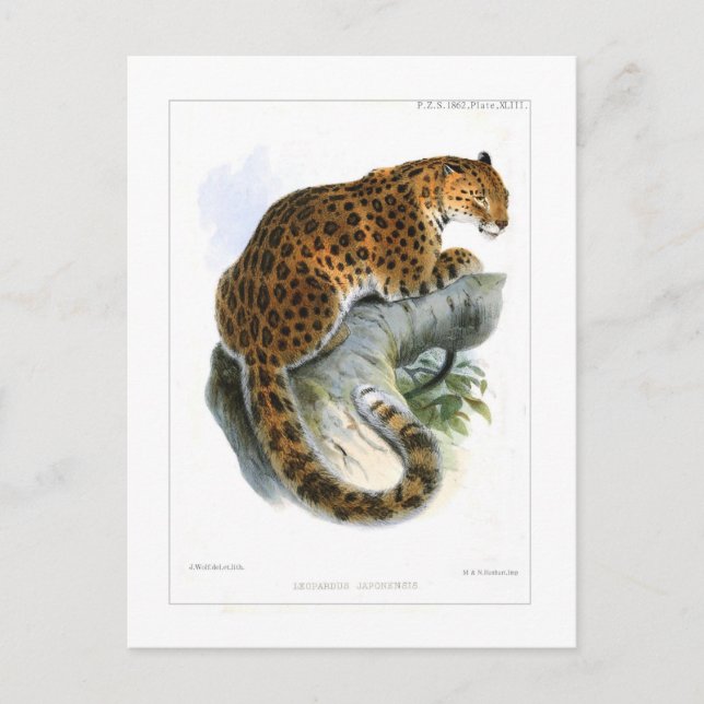 Leopard Postcard (Front)