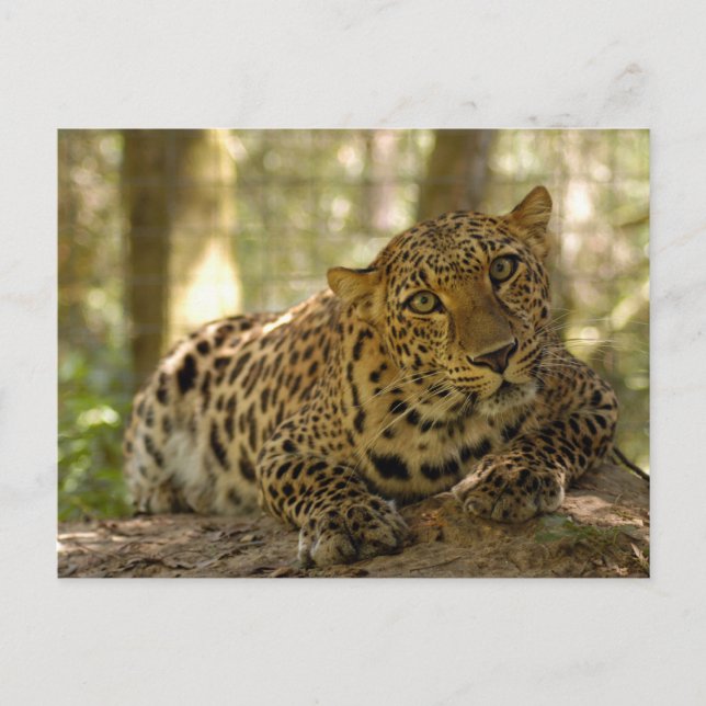 Leopard Postcard (Front)