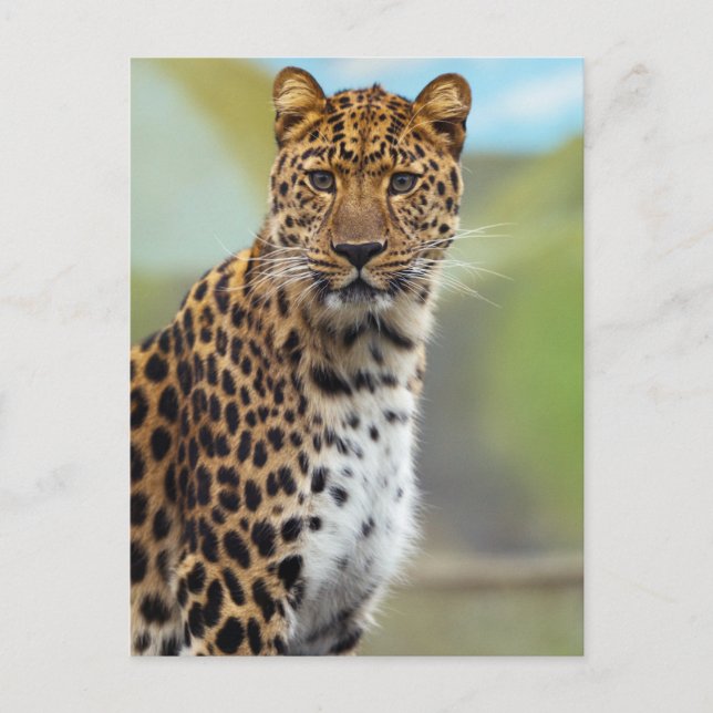 Leopard Postcard (Front)
