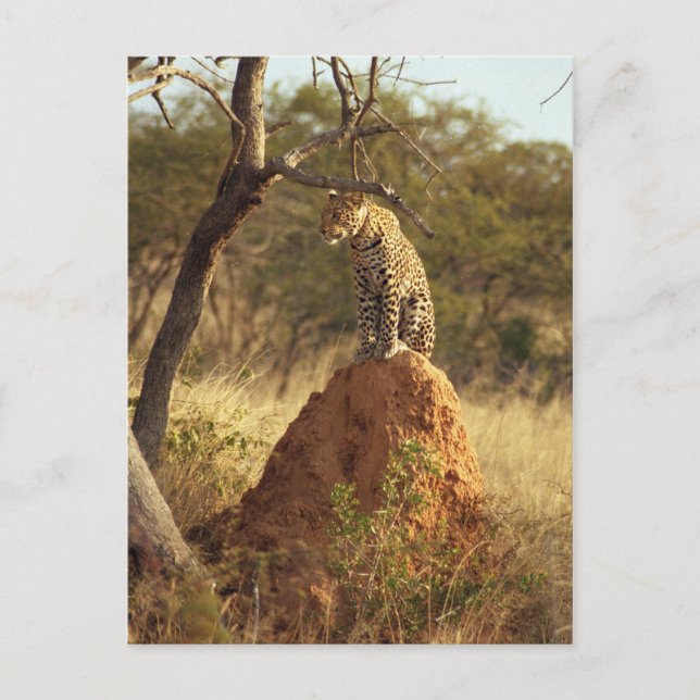 Leopard Postcard (Front)