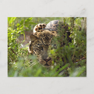 Leopard Postcard