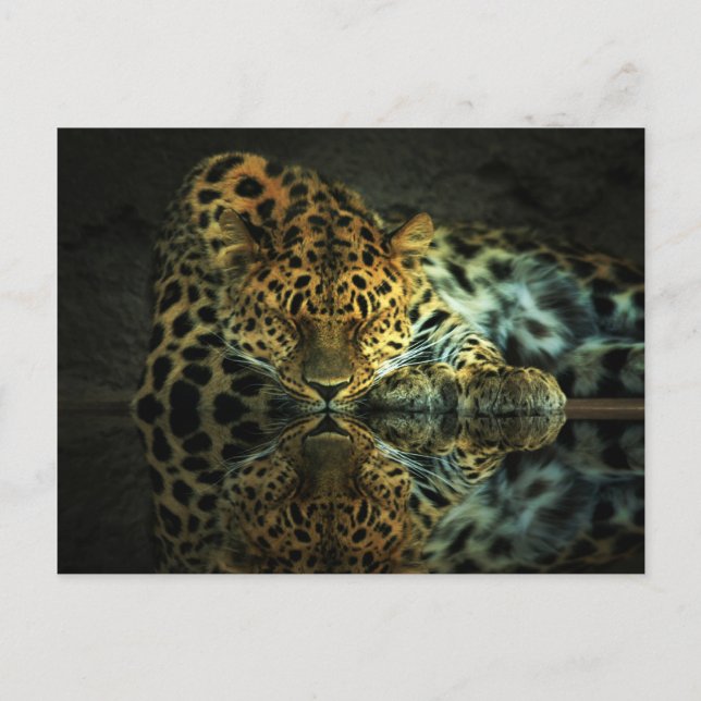 Leopard Postcard (Front)