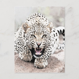 Leopard Postcard